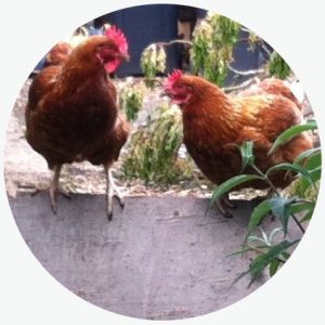 OUR CHICKENS